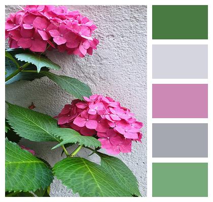 Pink Korea Plants Green Leaf Busan Nature Hydrangea High Noon Wall Two Bunches Image